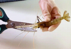 怎么挑虾线视频,轻松学会挑选优质虾线技巧